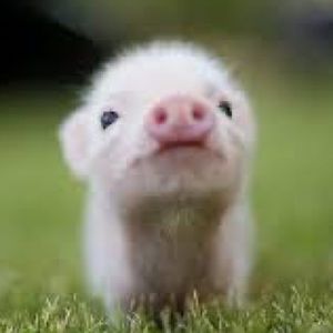 Meet your Posher, Nelle